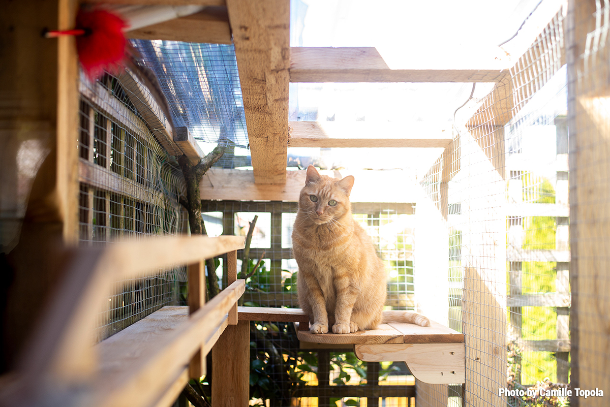 Vancouver catio tour will be the cat’s meow!