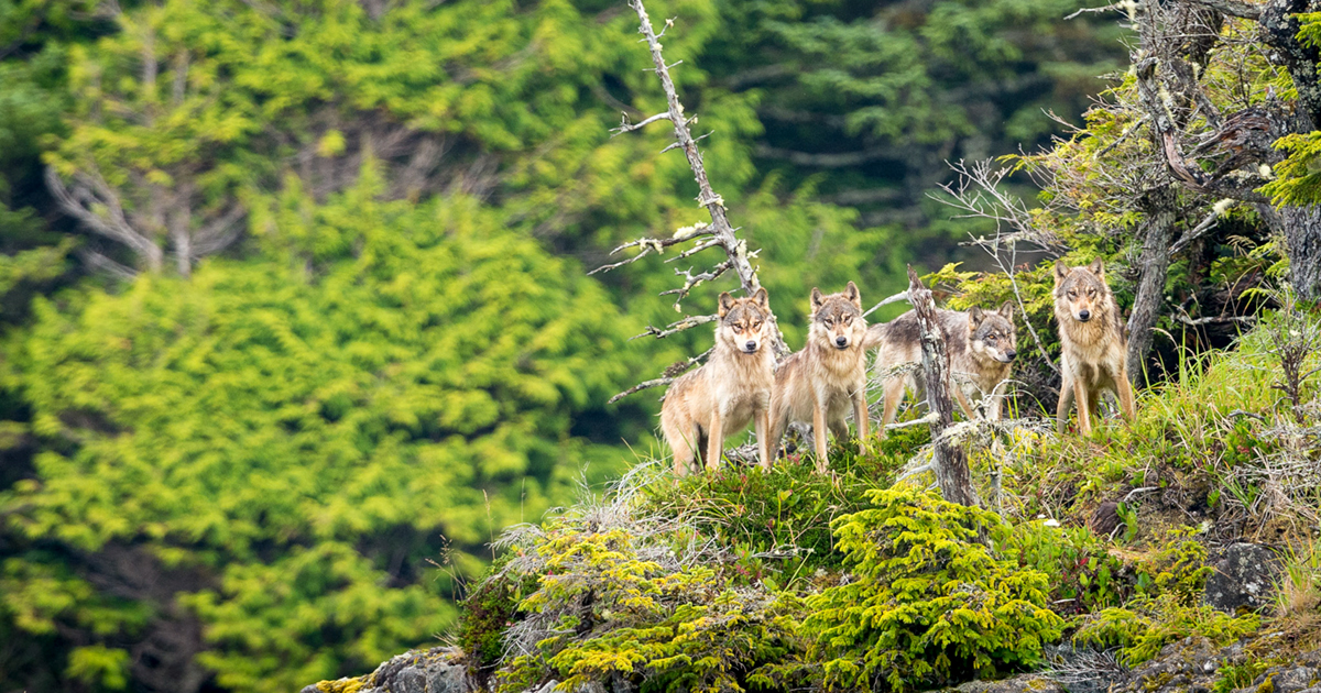 Wolf cull lands B.C. in court
